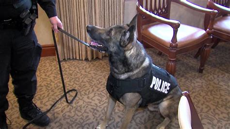 K9 Cops Get New Protective Gear Youtube