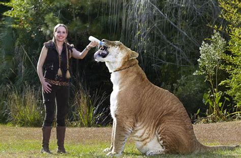 Hercules The Biggest Cat In The World Catsdogs