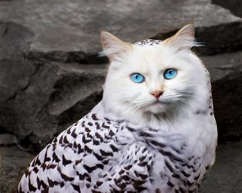 Meet The Meowls The Owl And Cat Hybrid The Internet Has Graced Us