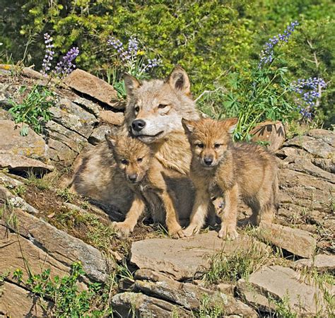 Royalty Free Wolf Cub Pictures Images And Stock Photos Istock