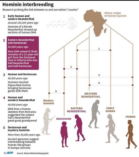 New Evidence Of Interbreeding Among Early Human Species This Time Its
