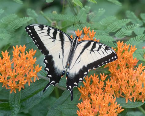 Eastern Tiger Swallowtail Alabama Butterfly Atlas