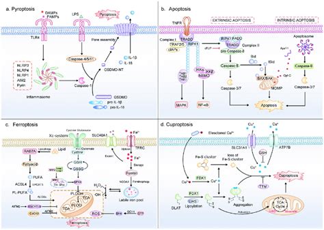 Pathways Controlling Pyroptosis Apoptosis Ferroptosis And