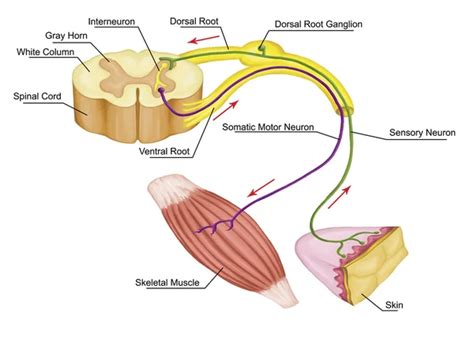 Somatic Motor Reflex Somatic Nervous System Peripheral Nervous System