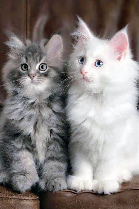 Maine Coon Kittens Are So Fluffy And Cute Its Easy To Understand Why