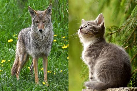 Do Coyotes Attack And Kill Cats Pet Care Advisors