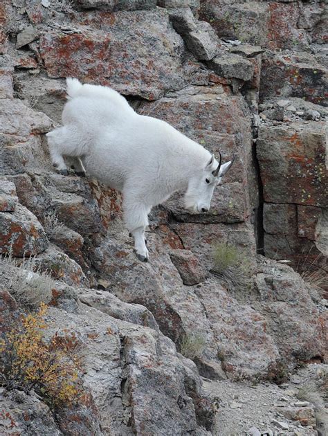 Mountain Goat Cliff Descent 0980 Photograph By Ross Swanson Fine Art