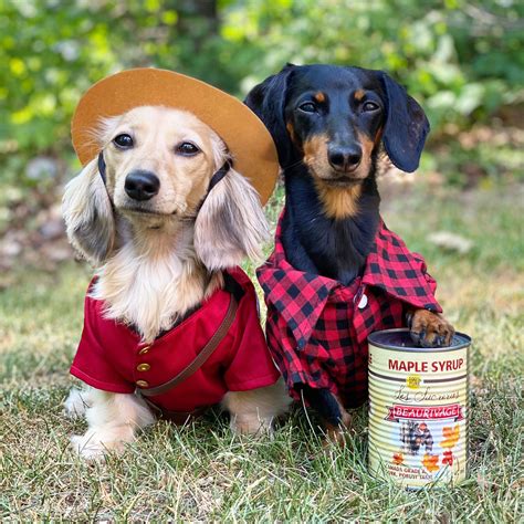Two Dachshunds Dressed Up For Halloween Sitting Next To Each Other In