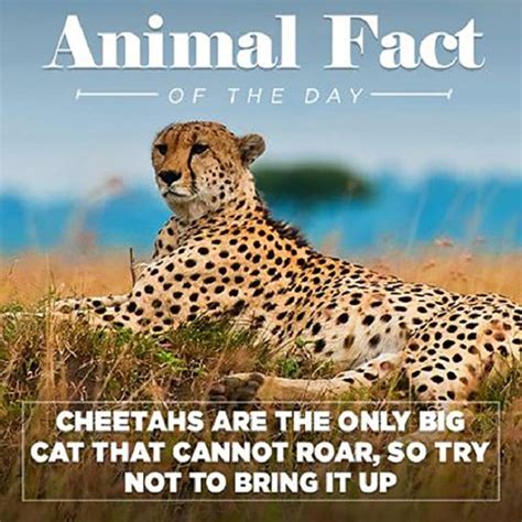 Animal Facts Meme