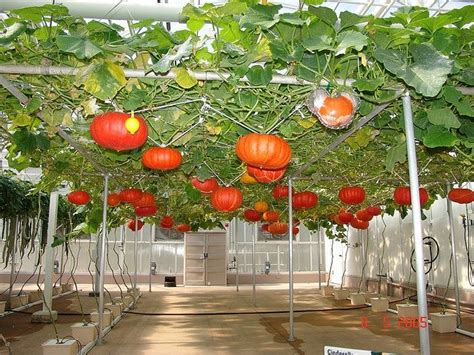 But hey, it got your attention, didn't it? Olivia's Solutions - Propagation Made Easy | Hydroponic ...