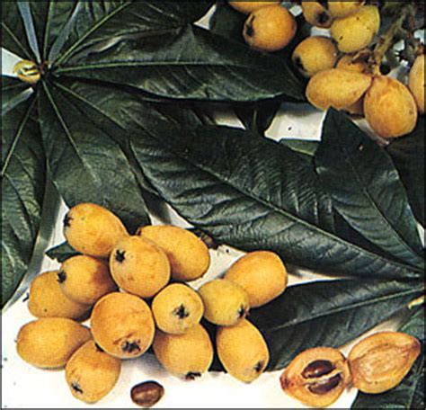 Plant Id Fruits Nuts Loquat Florida Master Gardener Volunteer