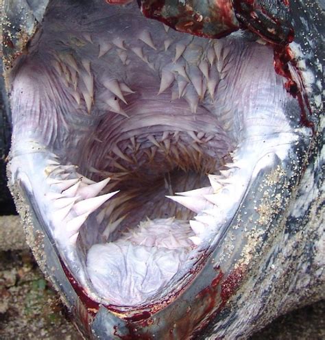 Mating, nesting, hatchlings, the lost years, eating habits, and maturity. Leatherback Sea Turtle Facts and Pictures