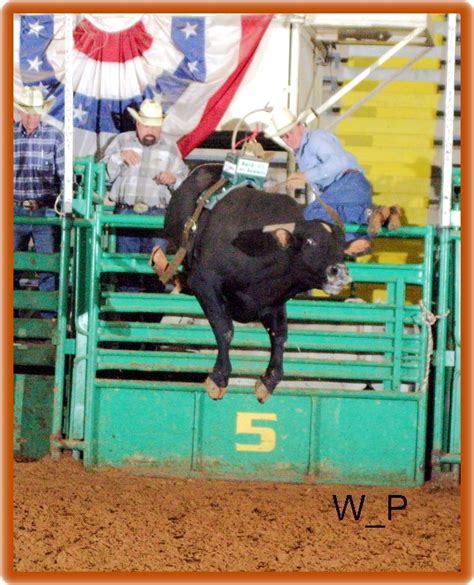 During the 2005 pbr world finals, his fourth consecutive, cory showed it's a reputation well earned by covering four of the world's rankest bulls and finishing fourth in the average. Bucking Bull Semen For Sale