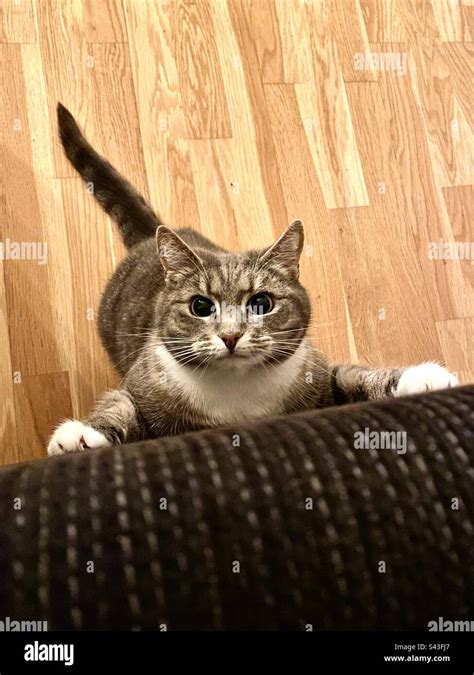 A House Cat Kitten Climbing Up The Back Of A Sofa In Apex Hunter Mode