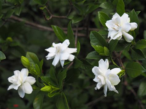Gardenia A Little White Fragrant Flower Easy To Grow