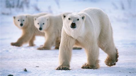 Emergency Declared As Polar Bears Invade Russian Town Cctv English