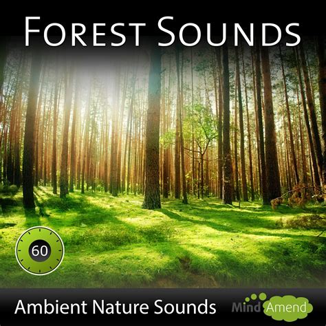 Forest Sounds - Ambient Soundscape
