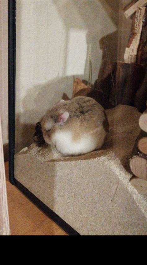 My Hamster Peach Being A Very Tired Girl Hamsters