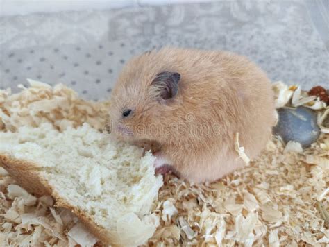 Orange Syrian Hamster Eating Bread Stock Image Image Of Eating