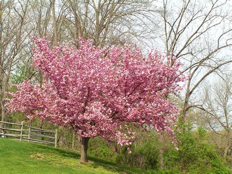 Kwanzan Cherry Trees For Sale