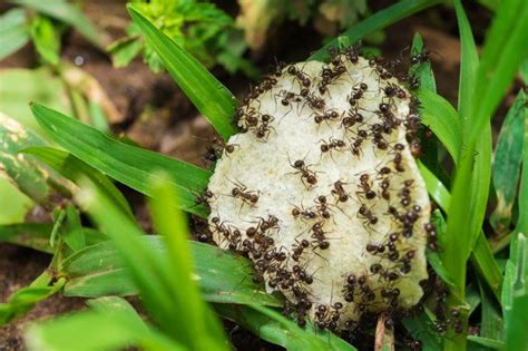 We did not find results for: Borax Ant Trap: Borax For Ants Outside the House