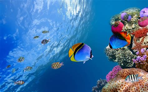 배경 화면 동물 바다 수중 대양 암초 자연 환 경 익스트림 스포츠 해양 생물학 산호초 물고기 포맥 심장과