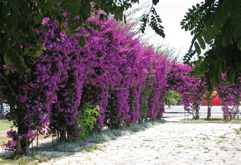 Bougainvillea The Dramatic Exotic Flower Of Corfu Discover Corfus