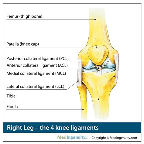 Parts Of Knee Diagram