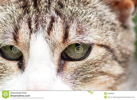 Green Eyes Tabby Cat Stock Photo Image Of Whiskers