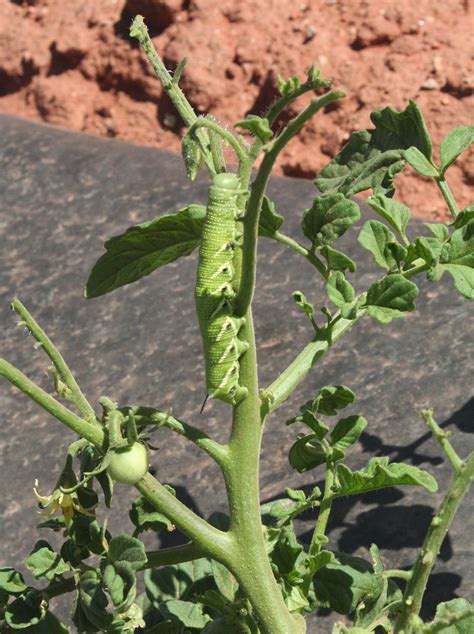 Corn Earworm And Hornworms Ipm Pest Advisories