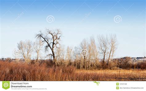 Variety Of Bare Winter Tree Types Royalty Free Stock