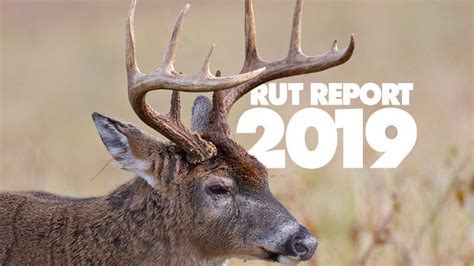 Louisiana Rut Report 2019 Louisiana Sportsman