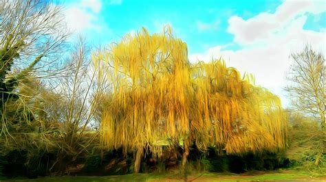 Weeping Willow Wallpapers 39 Background Pictures