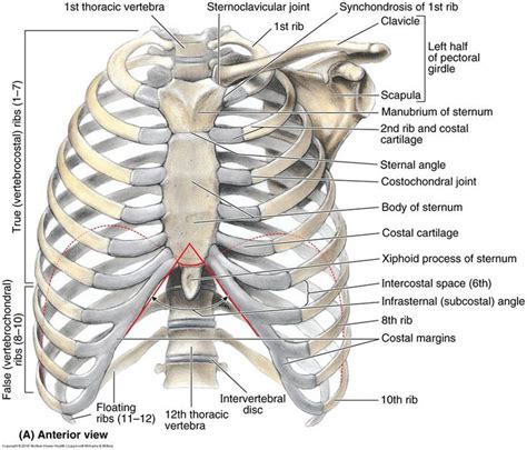Thorax Anterior View Of Human Body Biology Forums Gallery Human Body Biology Rib Cage