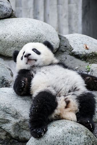 Baby Panda Lying Down Stock Photo Download Image Now Lying Down