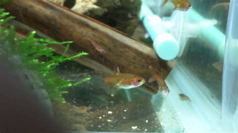 If you are planning on having this fish you are going to want to get a couple as they are schooling fish, i would personally recommend getting at least 5. Ember Tetra • Care Guide (Tank Setup, Mates, Breeding)