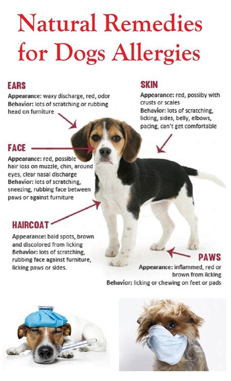 Dog Allergy Remedies Dog Allergies Remedies Dog Allergies Dog Remedies