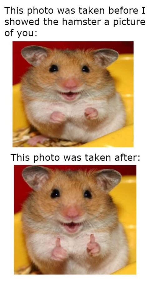 Respectful Memes Funny Animal Jokes Funny Hamsters Cute Animal Memes