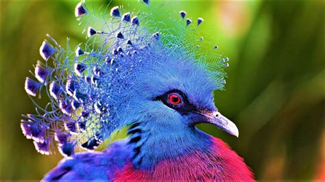 Video Las 10 Aves Más Hermosas Del Planeta Tierra Parte 2 Thuy San Plus
