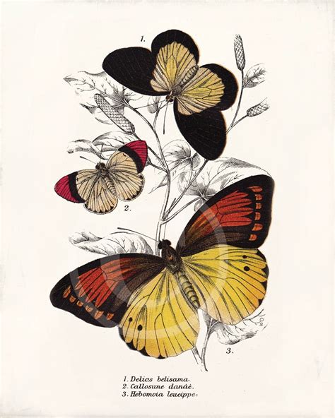 Items Similar To Beautiful Antique Butterfly Print 8 X 10 Delias