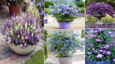28 Meilleures Fleurs Bleues à Cultiver En Pots Jardin De Grand Meres
