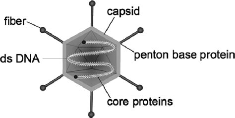 Schematic Representation Of An Adenovirus The Protein Capsid Harbours