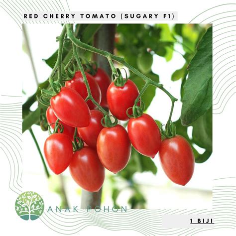 Jual Benih Bibit Biji Red Cherry Tomato Sugary F Tomat Ceri Merah