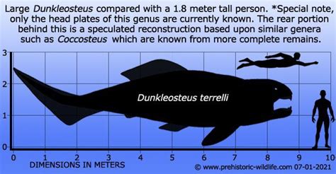 Dunkleosteus One Of The Largest And Fiercest Sharks 380 Million Years Ago