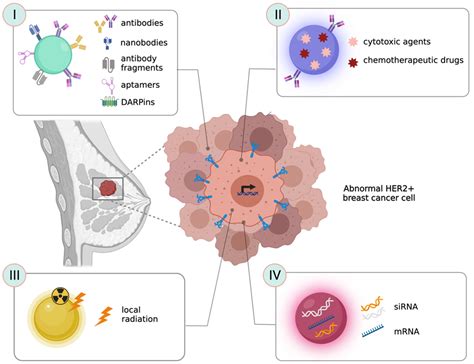 Cancers Free Full Text Her 2 Targeted Nanoparticles For Breast Cancer Diagnosis And Treatment