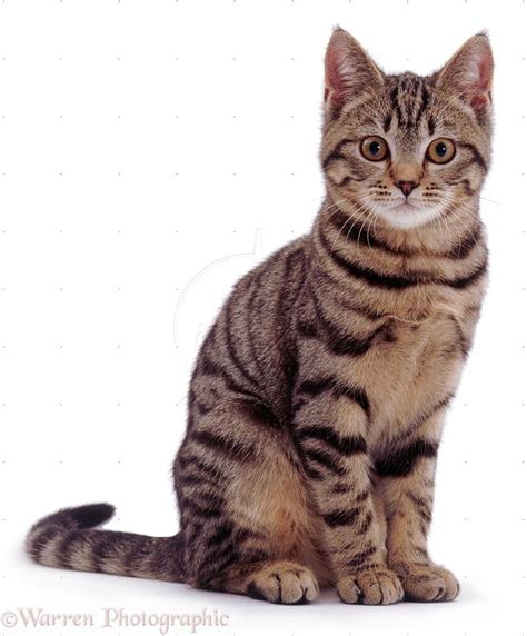 Tabby Cat Sitting Photo