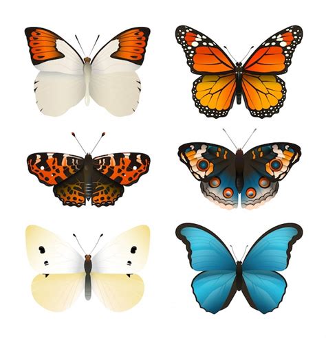 Butterflies Vector Set Colorful Flat Butterfly Realistic Color