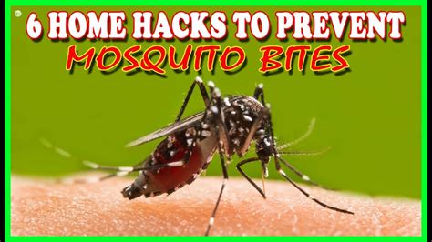 6 Home Hacks To Prevent Mosquito Bites How To Get Rid Of Mosquito