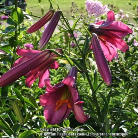 Lily Lilium Midnight In The Lilies Database