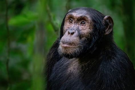 Uganda Gorillas & Chimps Safari - 7 Days | kimkim